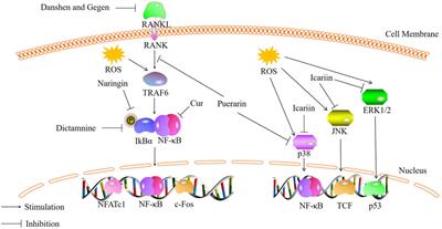 Advances in the study of traditional Chinese medicine affecting bone metabolism through modulation of oxidative stress